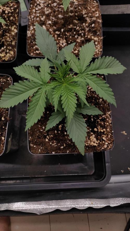 1. Prc. Week 3