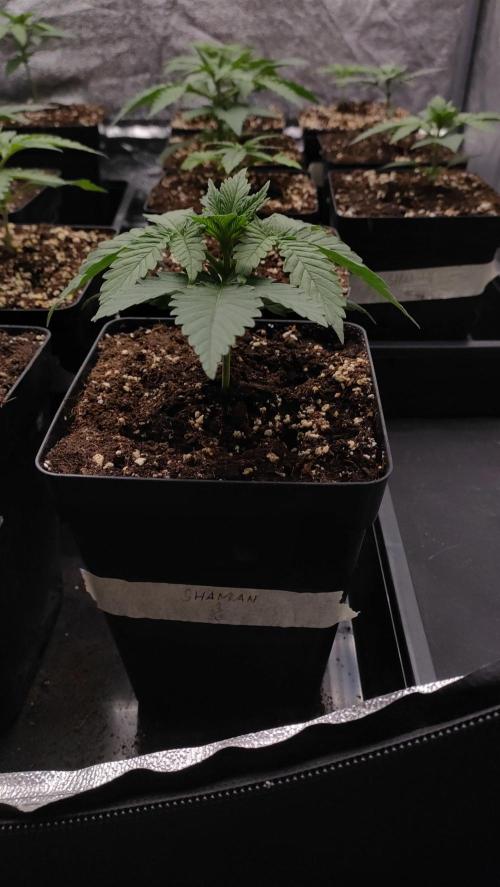1. Prc. Week 3