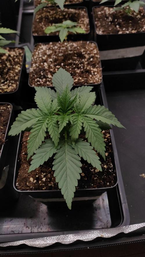 1. Prc. Week 3