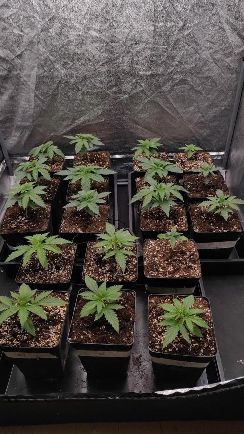 1. Prc. Week 3