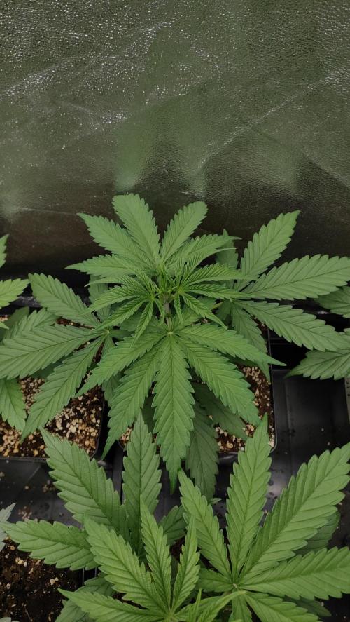 1. Prc. Week 4 - W4