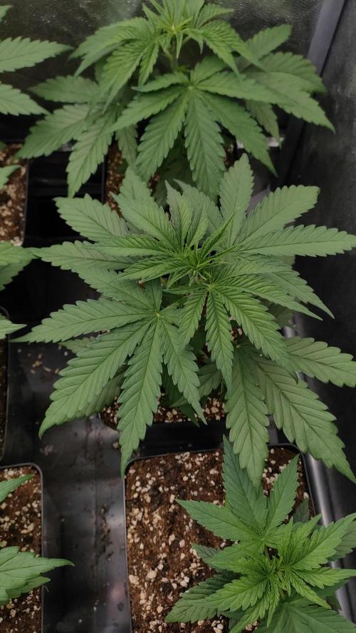 1. Prc. Week 4 - W8