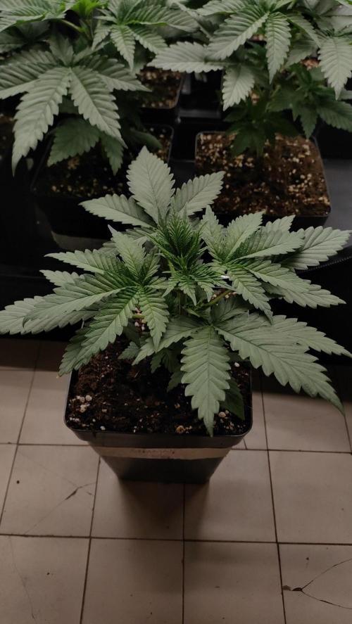 1. Prc. Week 4 - S6