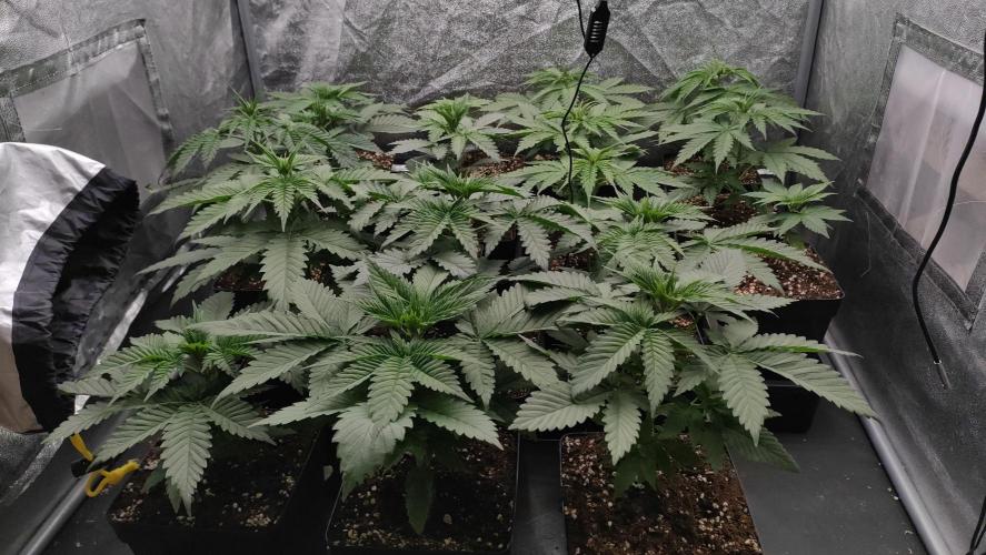 1. Prc. Week 4