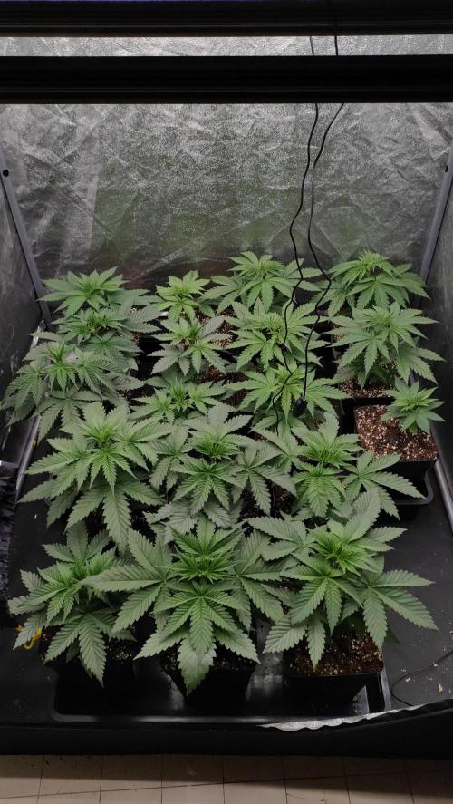 1. Prc. Week 4