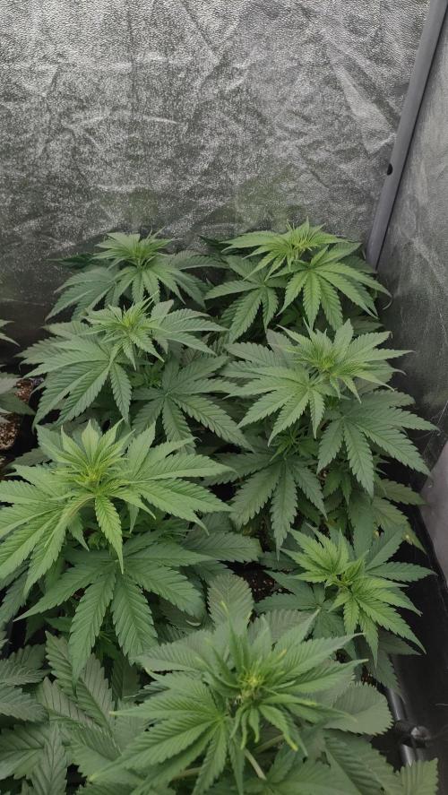 1. Prc. Week 5