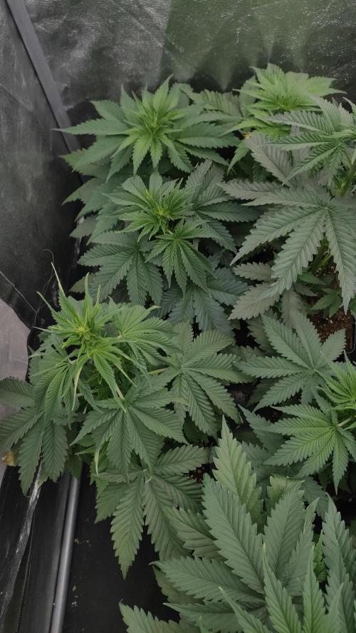1. Prc. Week 5