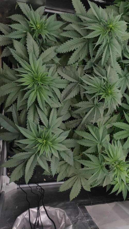 1. Prc. Week 5