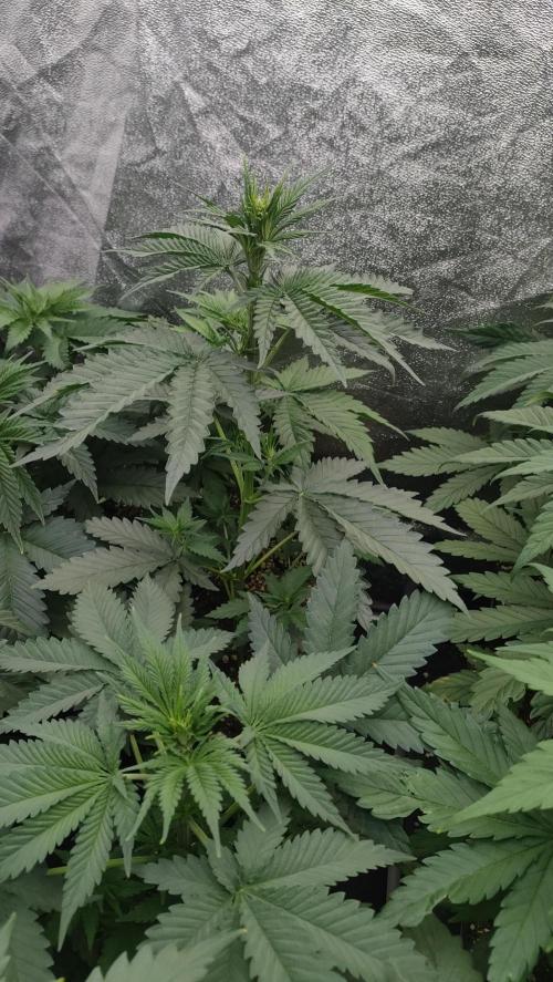 1. Prc. Week 5