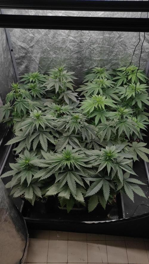 1. Prc. Week 5