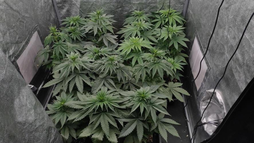 1. Prc. Week 5