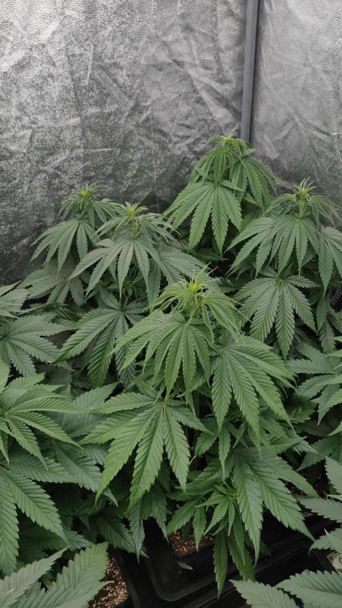 1. Prc. Week 6