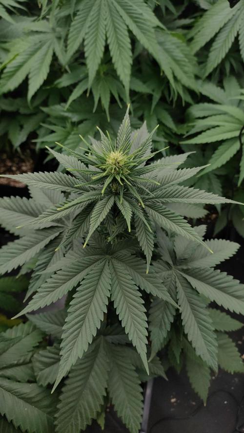 1. Prc. Week 6
