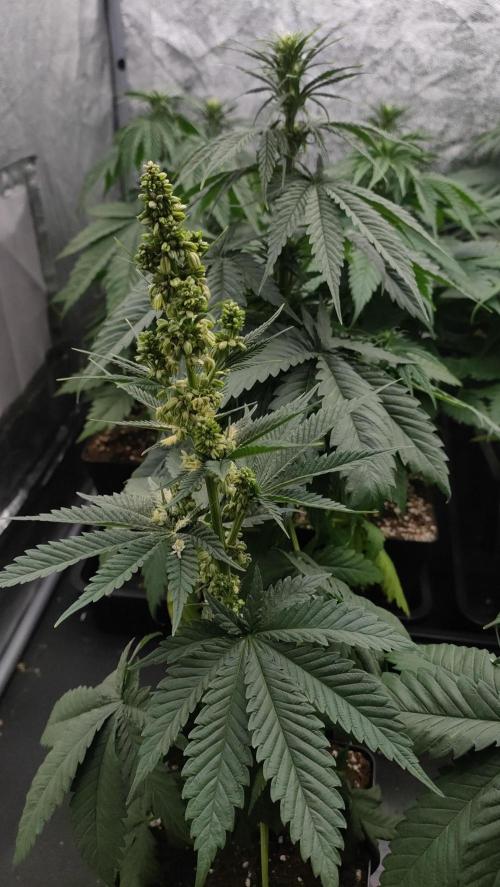 1. Prc. Week 6