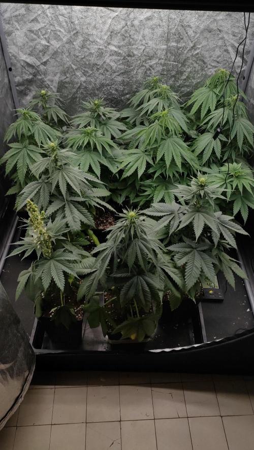 1. Prc. Week 6