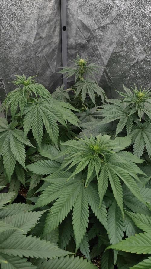 1. Prc. Week 6