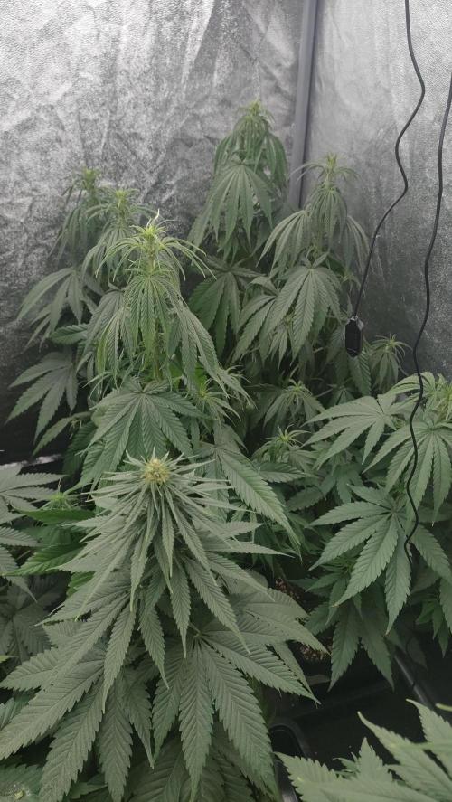 1. Prc. Week 7