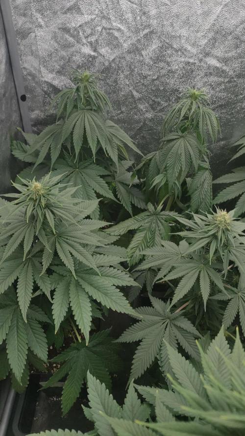 1. Prc. Week 7