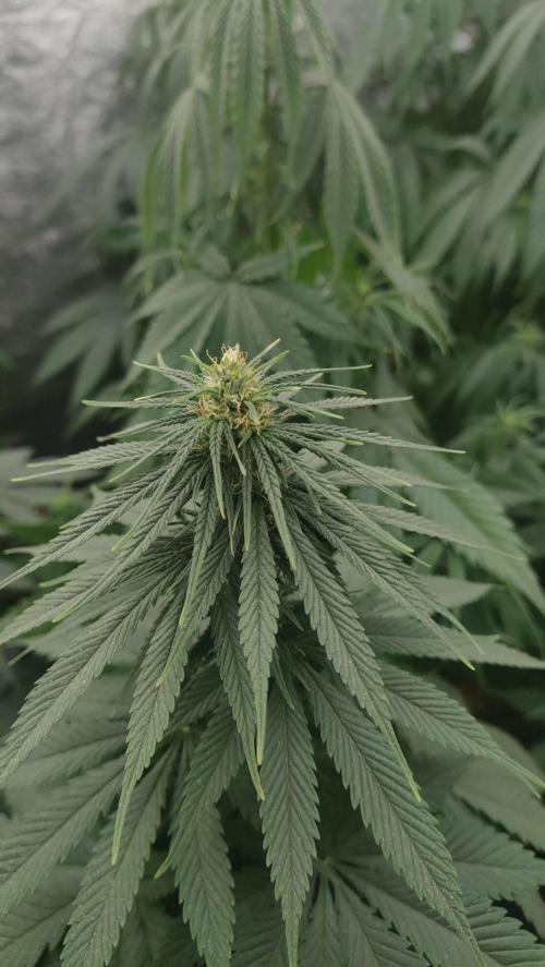 1. Prc. Week 7