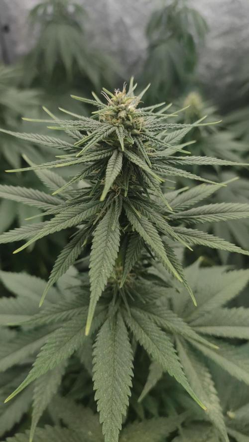 1. Prc. Week 7