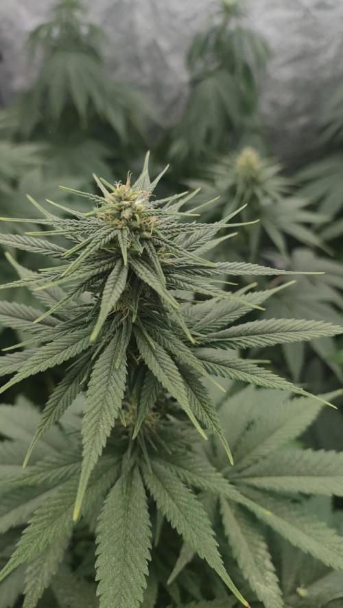 1. Prc. Week 7