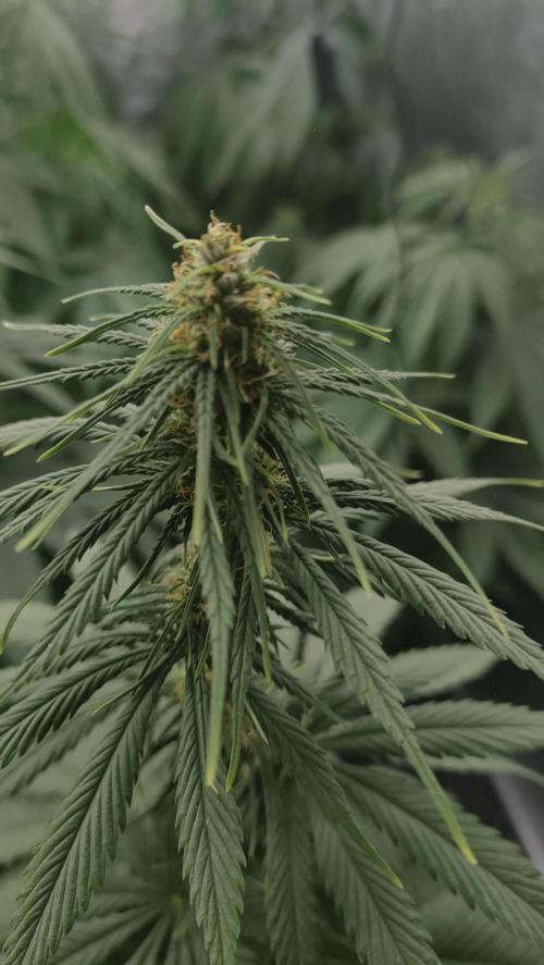 1. Prc. Week 7