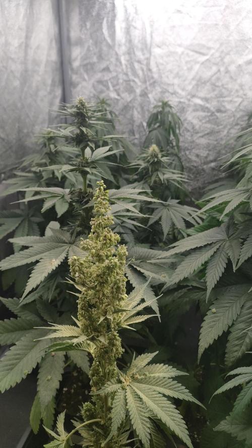 1. Prc. Week 7