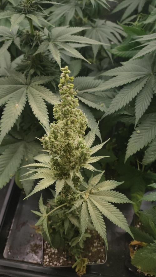 1. Prc. Week 7