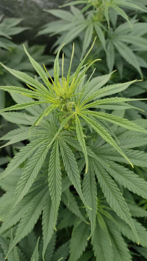 1. Prc. Week 7