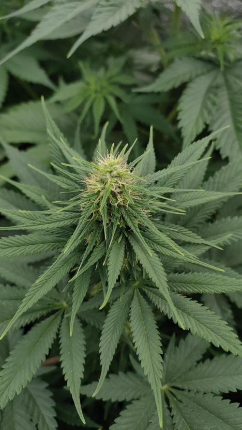 1. Prc. Week 7