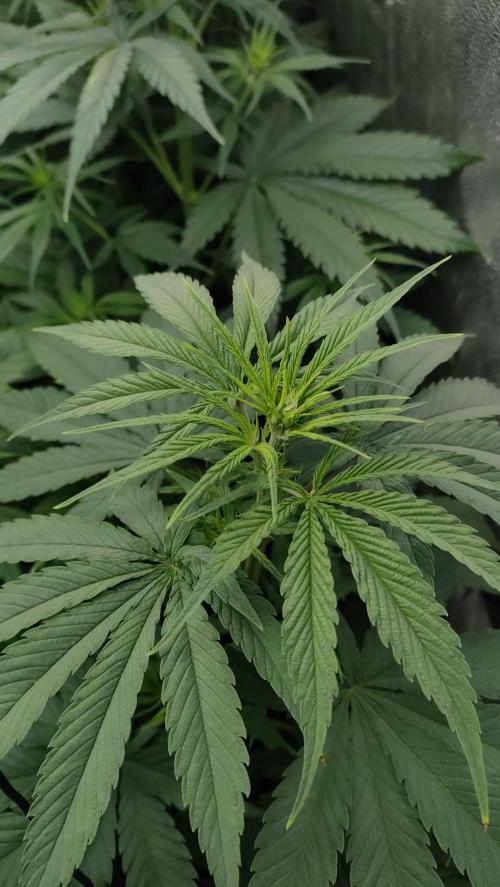 1. Prc. Week 7