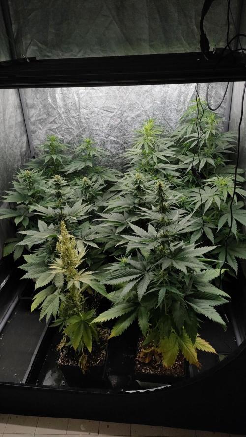 1. Prc. Week 7