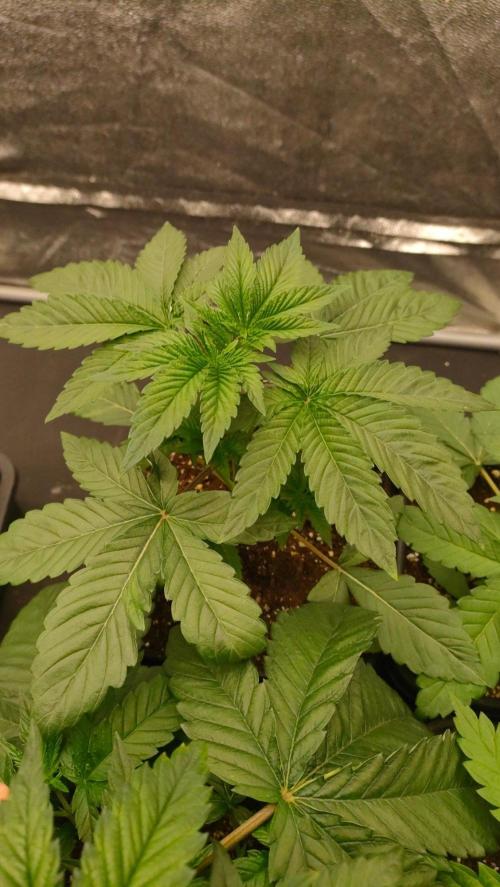 2. Jitrnice pestuje jitrnice. Week 3 - King kush