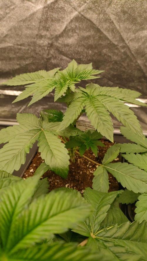 2. Jitrnice pestuje jitrnice. Week 3 - King kush 