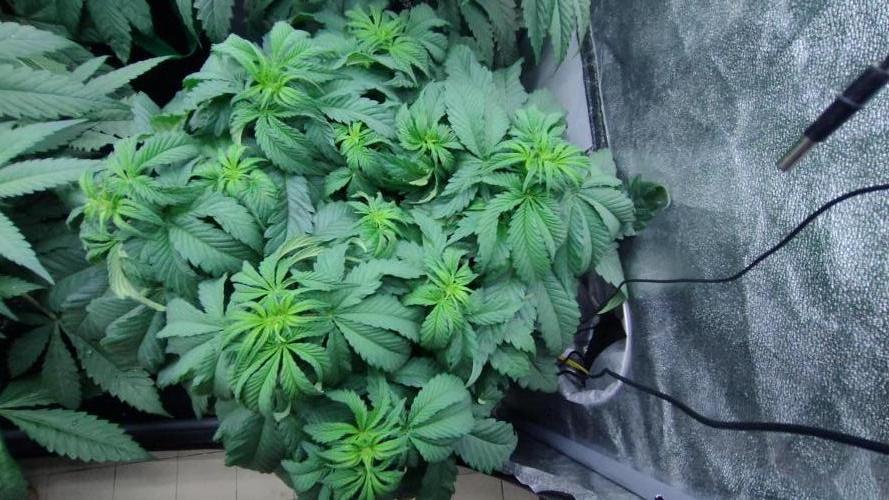 1.Jitrnice. Week 8 - White Noise