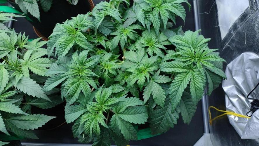 1.Jitrnice. Week 7 - White Noise