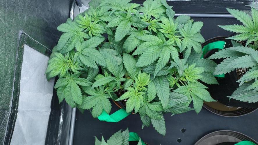 1.Jitrnice. Week 7 - Sweetopia