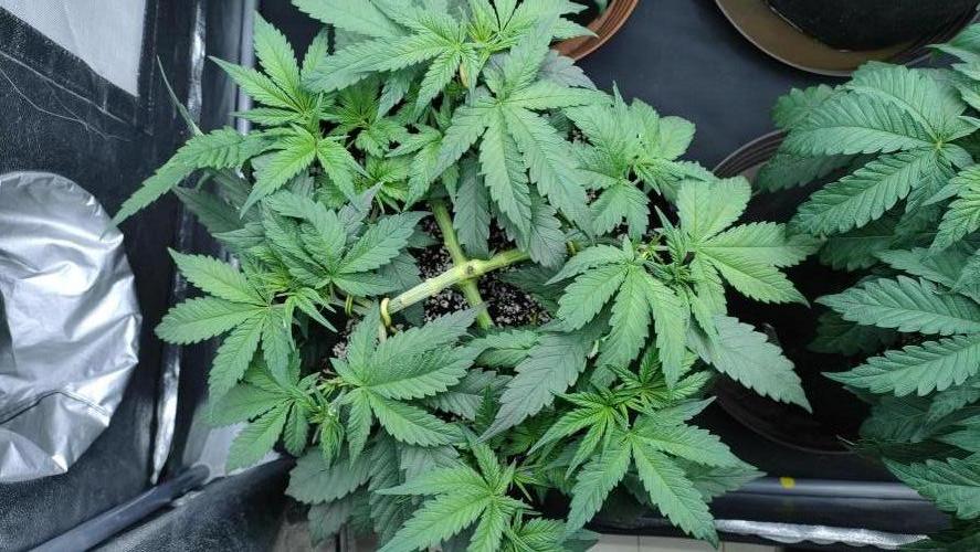 1.Jitrnice. Week 7 - L.A. Amnesia