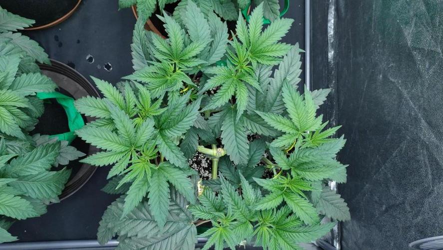 1.Jitrnice. Week 7 - King Cartier