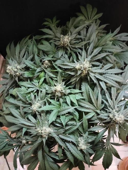 1.Jitrnice. Week 14 - White Noise