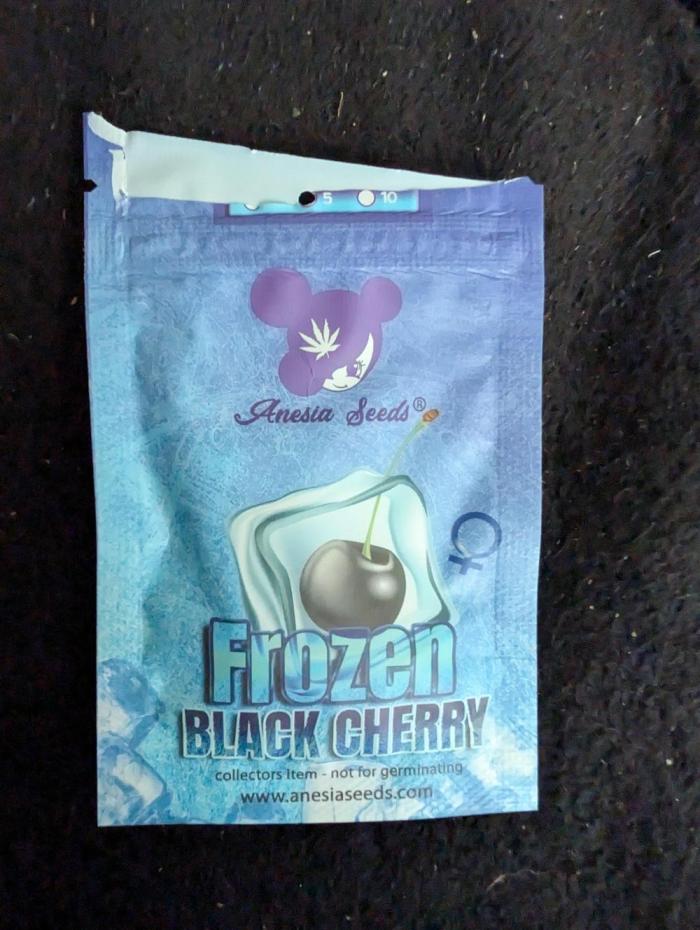 Bonsais Run 2. Week 0