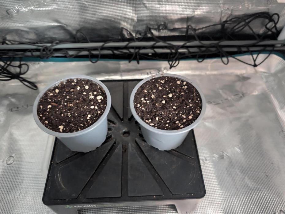 Bonsais Run 2. Week 1