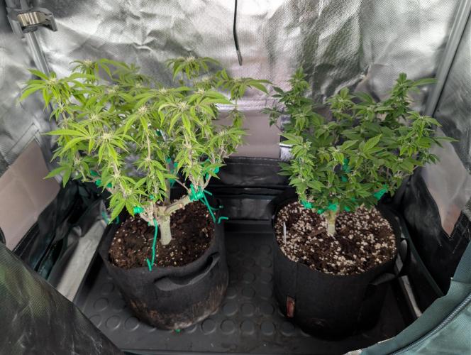 WhiteWidow,QuickBlackLemon. Week 2