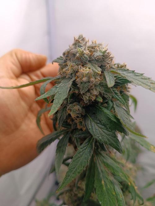 First grow outdoor + indoor. Week 29 - Nice and fat 