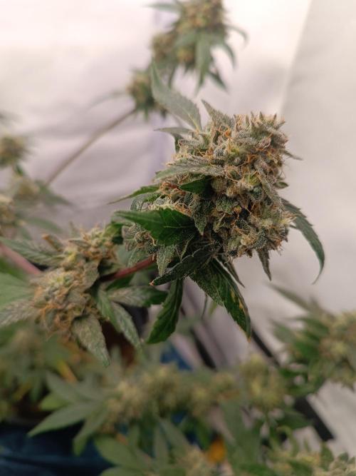 First grow outdoor + indoor. Week 29