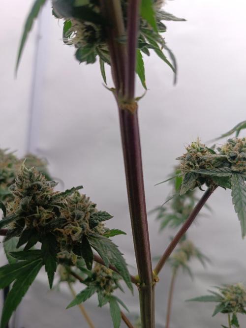 First grow outdoor + indoor. Week 29