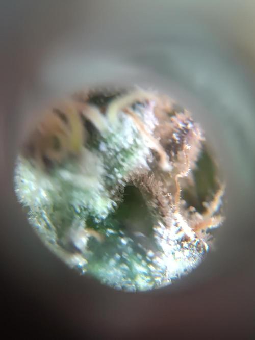 First grow outdoor + indoor. Week 29