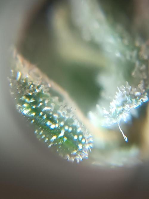 First grow outdoor + indoor. Week 29