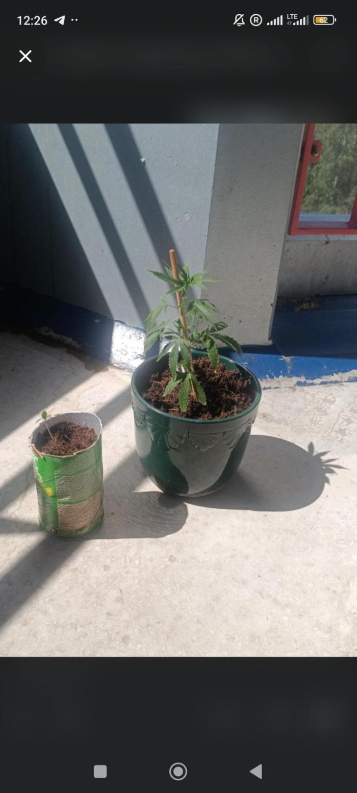 First grow outdoor + indoor | Biscotti. Week 1