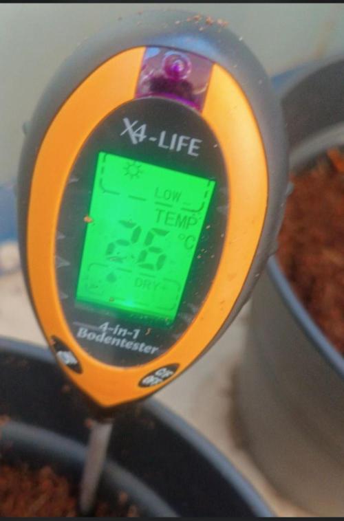 First grow outdoor + indoor | Biscotti. Week 2